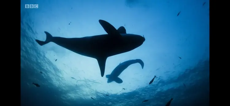 Killer whale (Orcinus orca) as shown in Blue Planet II - One Ocean